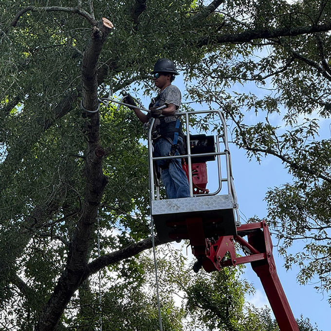 The J Team Tree Service Arborist Services