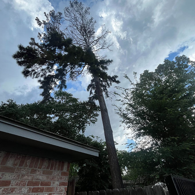 The J Team Tree Service Arborist Services