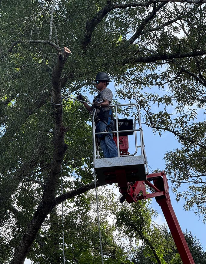 The J Team Tree Service Arborist Services