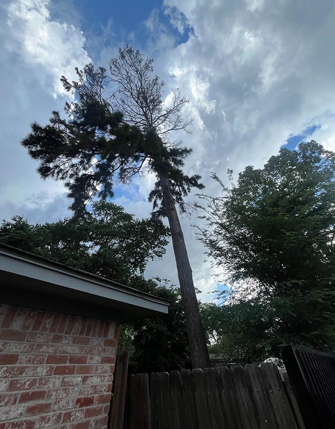 The J Team Tree Service Arborist Services