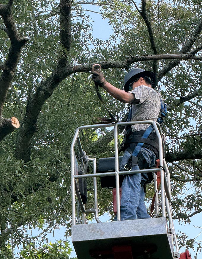 The J Team Tree Service Arborist Services